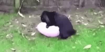 GIF Preview