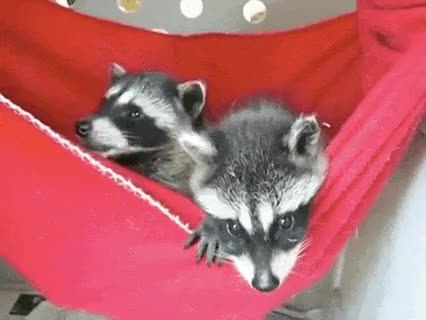 GIF Preview