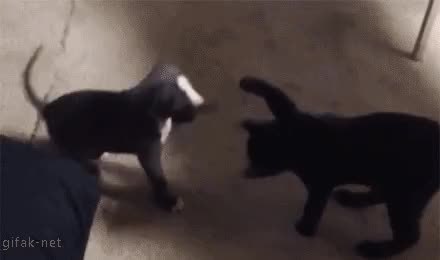 GIF Preview