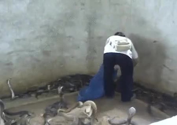 GIF Preview
