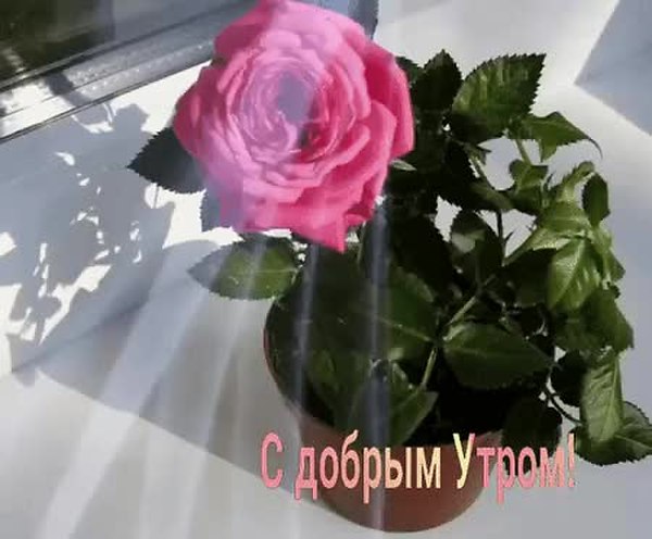 GIF Preview