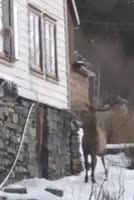 GIF Preview