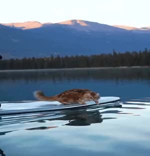 GIF Preview
