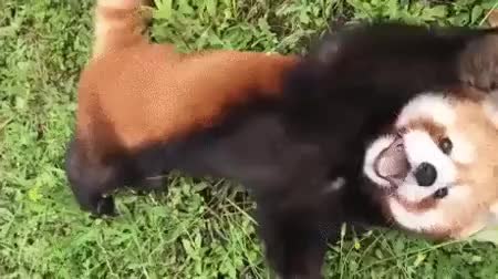 GIF Preview