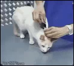 GIF Preview