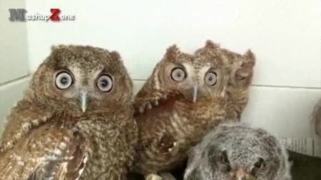 GIF Preview