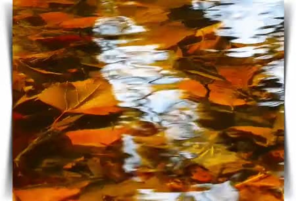 GIF Preview