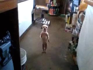 GIF Preview