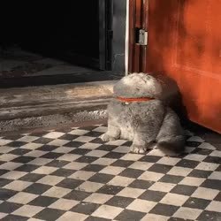 GIF Preview