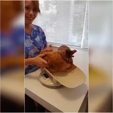 GIF Preview