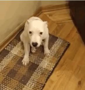 GIF Preview