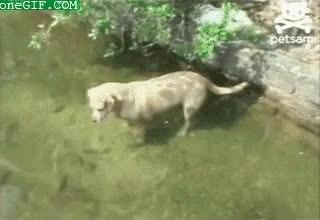 GIF Preview