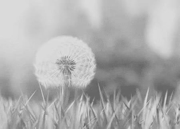 GIF Preview