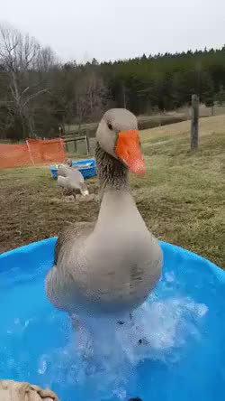 GIF Preview
