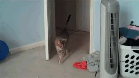 GIF Preview