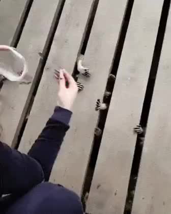 GIF Preview