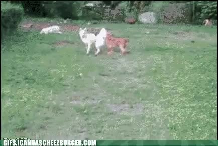 GIF Preview