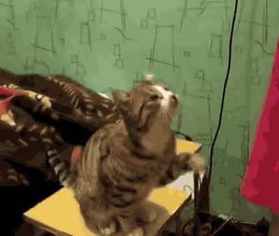 GIF Preview
