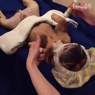 GIF Preview