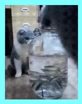 GIF Preview