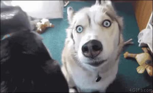 GIF Preview