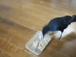 GIF Preview