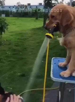 GIF Preview