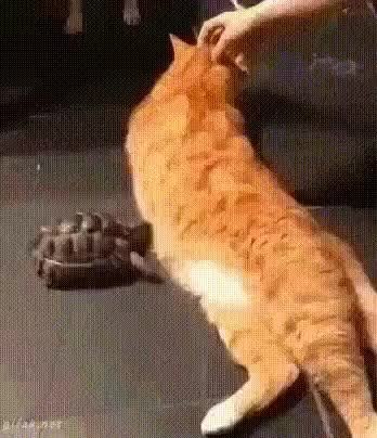 GIF Preview