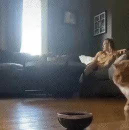 GIF Preview