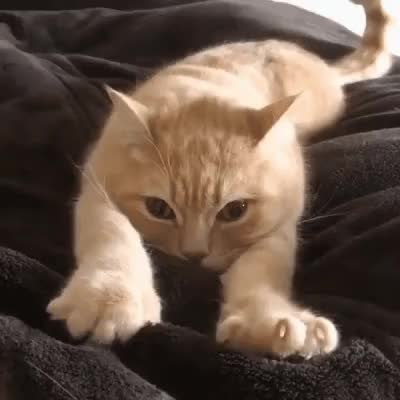 GIF Preview