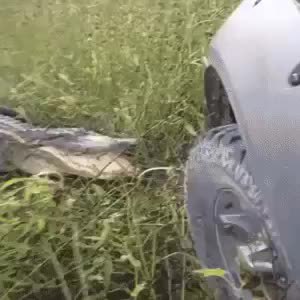 GIF Preview