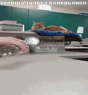 GIF Preview