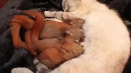 GIF Preview