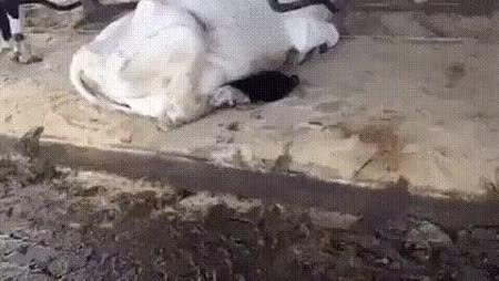 GIF Preview