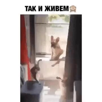 GIF Preview
