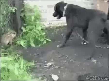 GIF Preview