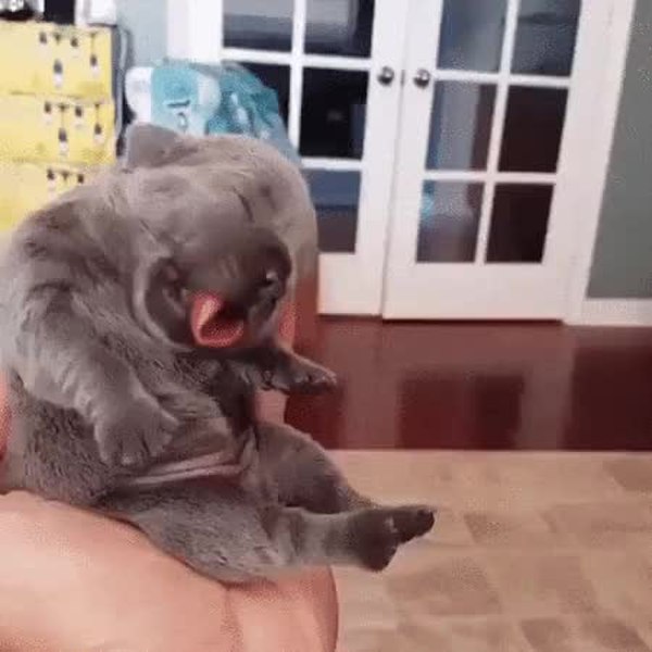 GIF Preview