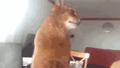 GIF Preview