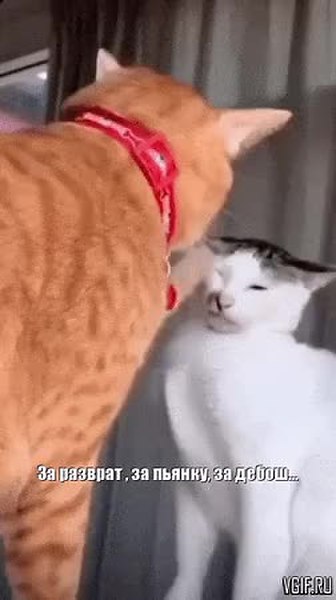 GIF Preview