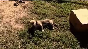 GIF Preview