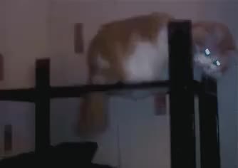GIF Preview