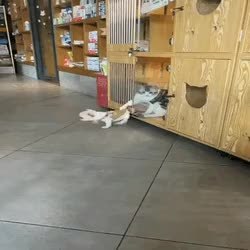 GIF Preview