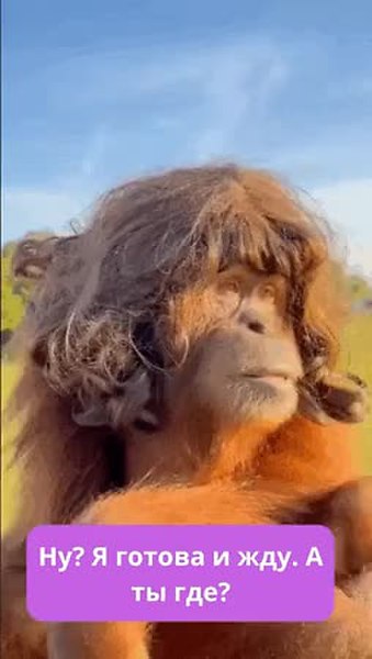 GIF Preview