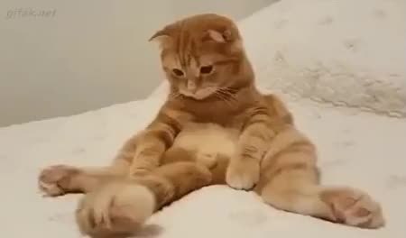 GIF Preview