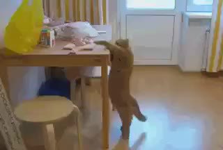 GIF Preview