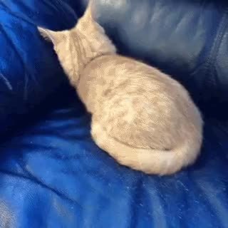 GIF Preview
