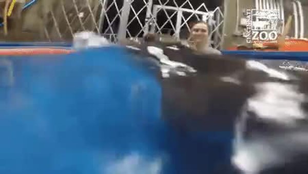 GIF Preview
