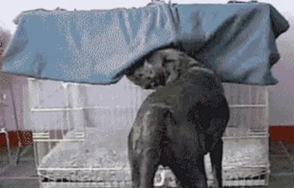 GIF Preview