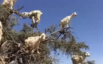 GIF Preview