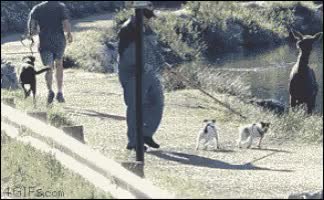 GIF Preview